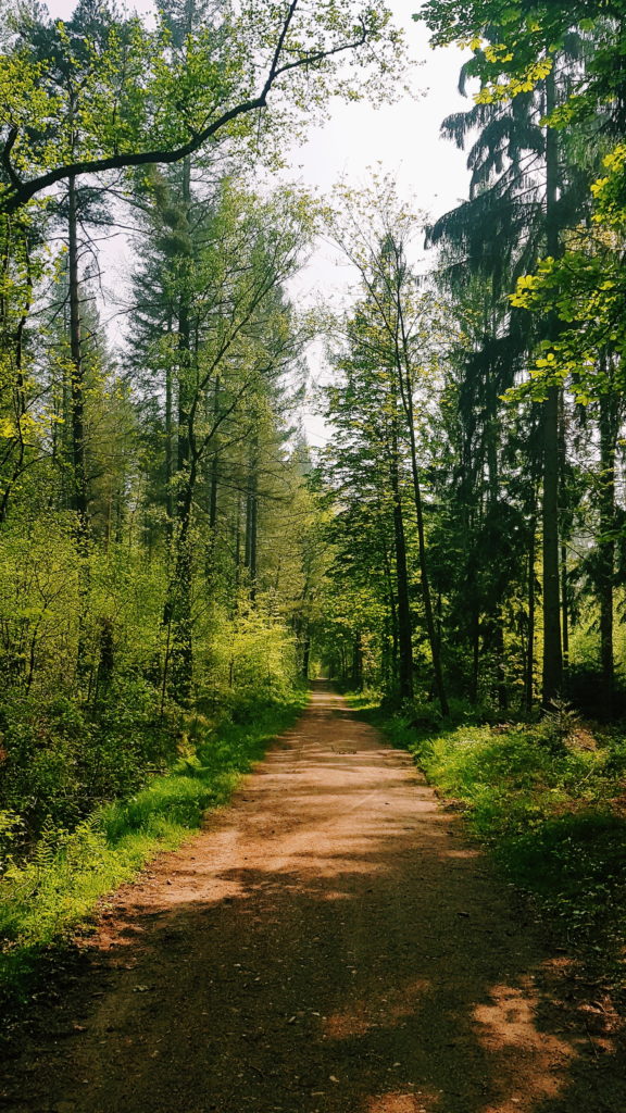 Waldspaziergang Königsforst